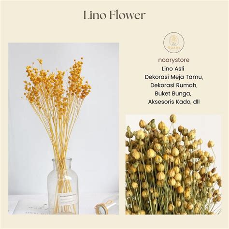 Jual Lino Dried Flower Bunga Kering Bunga Impor Lino Daun