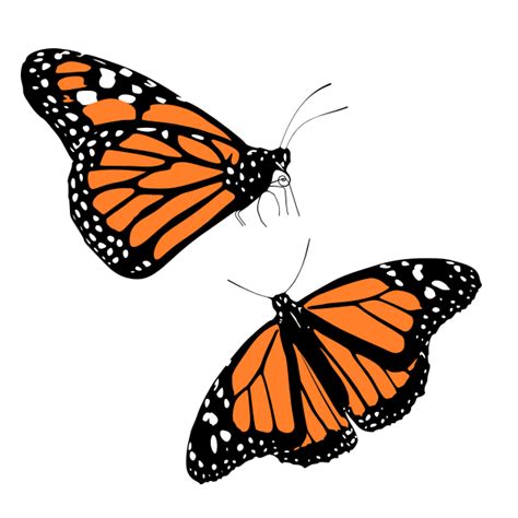 Clipart Monarch Butterfly