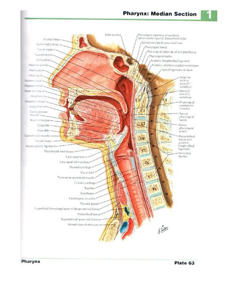 Pdf Netter Faringe Pdfslide Net