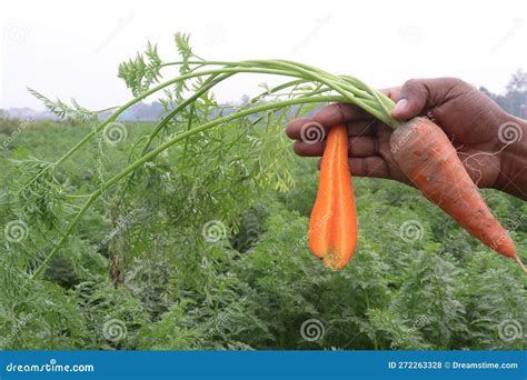 Carrot With Tree On Farm For Harvest Stock Photo Image Of Health