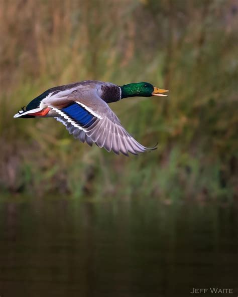 Jeff Waite on Instagram: “Mallard Drake in flight. #mallard #mallarddrake #greenheads #duck # ...