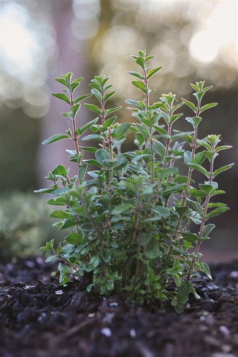 Growing Marjoram Plant In The Garden Stock Image Image Of Botanical