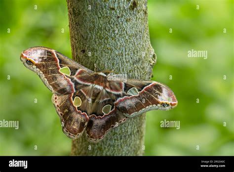 Emperor Moth Rothschildia Lebeau Large Beautiful Colored Moth From