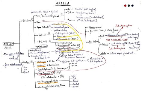 Axilla anatomy - TCML - The Charsi of Medical Literature