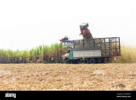 Harvest The Sugarcane By Sugarcane Harvester Stock Photo Alamy