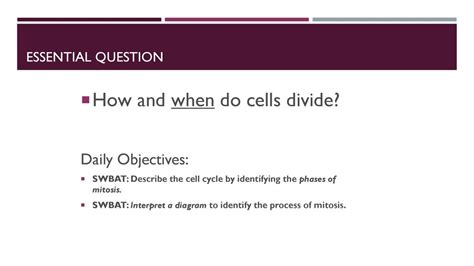 Focus Lesson Cell Cycle Organelles Ppt Download