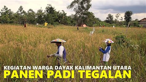 Kegiatan Panen Padi Masyarakat Dayak Kenyah Di Kalimantan Utara Youtube