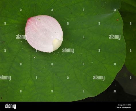 Leaf And Petal Of Lotus Believed To Be Nelumbo Nucifera Stock Photo Alamy