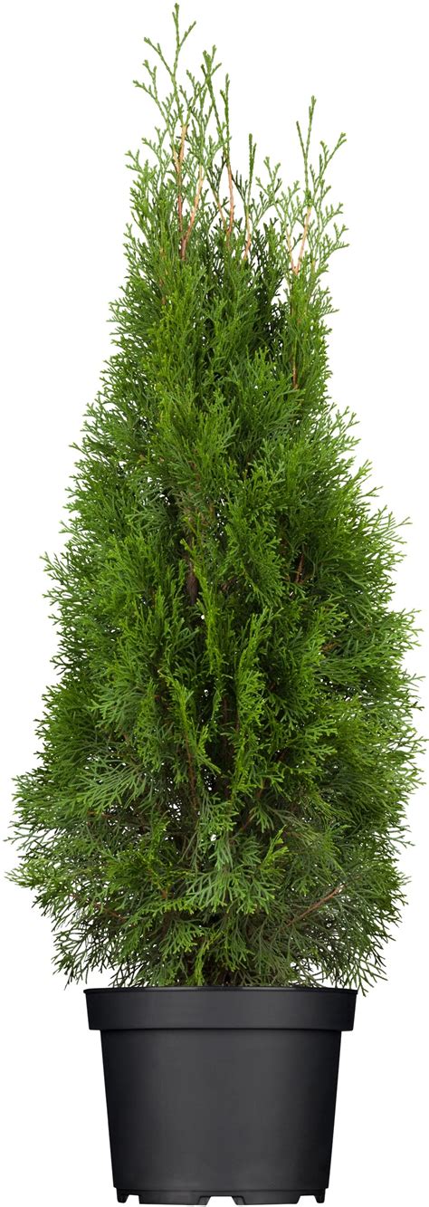 Lebensbaum Smaragd Höhe ca 100 120 cm Topf ca 10 l Thuja kaufen