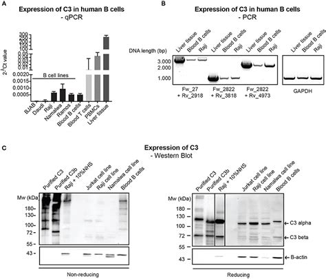 Frontiers Interaction Of Serum Derived And Internalized C With Dna