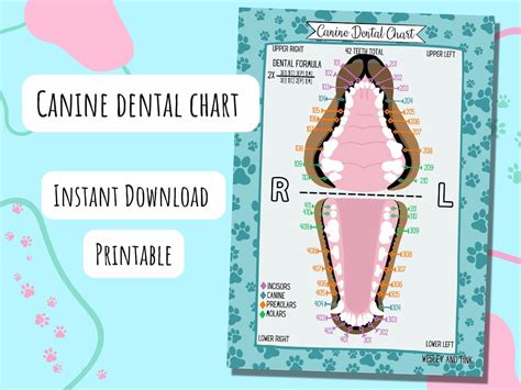 Dog Canine Dental Chart Full Size Printable | FREE Printables