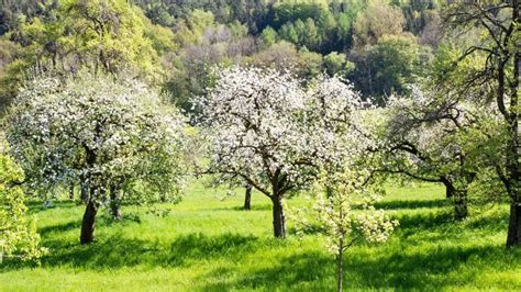 Cu Ce S Strope Ti Pomii Prim Vara Pentru A I Proteja De D Un Tori