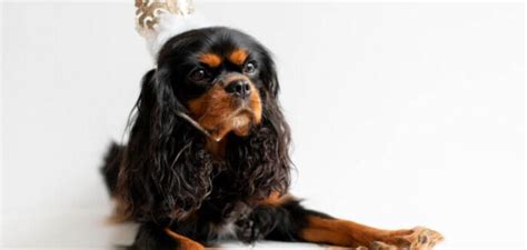 English Toy Spaniel Dog Breed Information Petstime