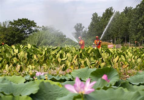 江苏兴化：“龙香芋”解渴 搜狐大视野 搜狐新闻