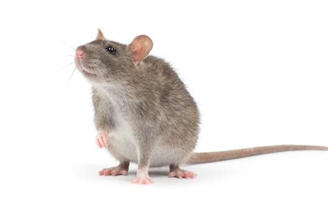 Comment se débarrasser des rats les répulsifs naturels et efficaces