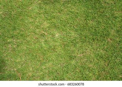 Grass Field Texture Stock Photo 683260078 | Shutterstock