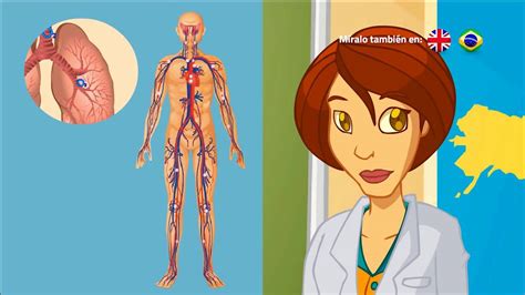 Cómo funciona el Cuerpo Humano Videos Educativos para Niños YouTube