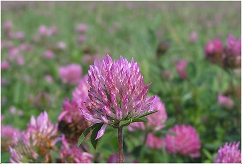 Rød Kløver Trifolium Pratense Naturbasen