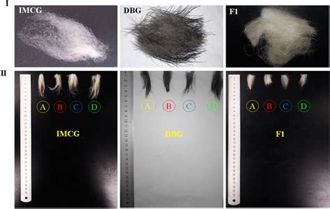 I Original Cashmere Samples And Ii Cashmere Length Of Studied Goat