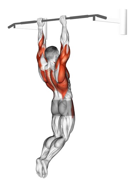 Muscle Ups: Benefits, Muscles Worked, and More - Inspire US