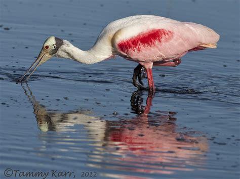 i heart florida birds: Merritt Island National Wildlife Refuge 3/17/12