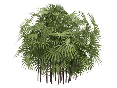 Lady Palm Or Rhapis Excelsa Image Bamboo Environment Render Png