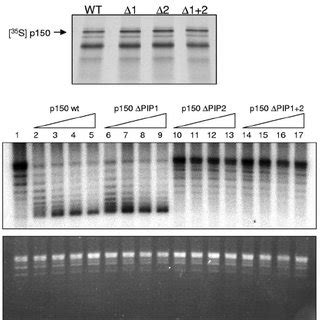 Binding Of Caf P To The Interdomain Connector Loop Of Pcna Is