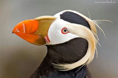 Maskonur złotoczuby Eng Tufted puffin Fratercula cirrhata gatunek