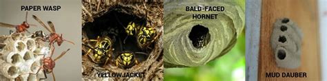 Signs of different wasp nests | Ehrlich Pest Control