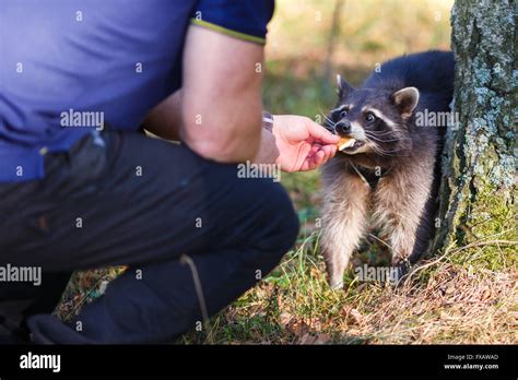 Mapache comiendo comida fotografías e imágenes de alta resolución - Alamy