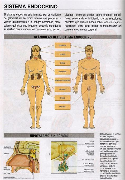 Anatomia Sistema Endocrino Percy Zapata Mendo