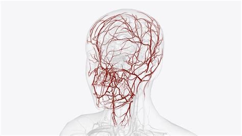 Premium Photo | Branches of external carotid artery