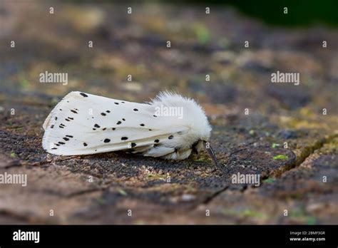 White Ermine Spilosoma Lubricipeda In A North Norfolk Garden Uk Stock