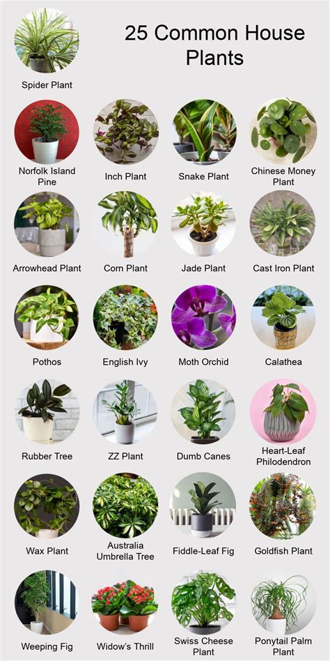 25 Common House Plants Classics And New Favorites