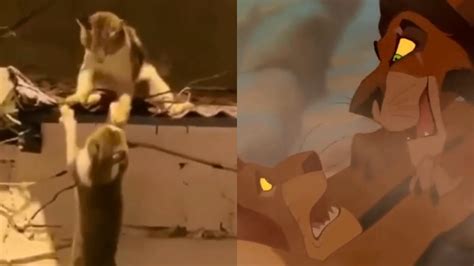 VIDEO Gatos interpretan la trágica escena de la muerte de Mufasa