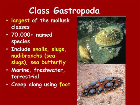 Ppt Mollusk Life Cycle Powerpoint Presentation Free Download Id