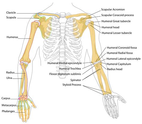 Diagram,human,bones,skeleton,anatomy - free image from needpix.com