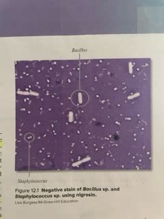 Biol Lab Exam Negative Staining Flashcards Quizlet