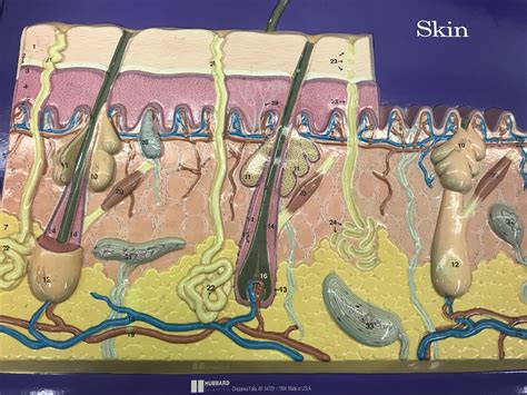 Skin Model Practical Diagram Quizlet