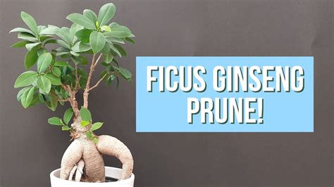 Pruning Ficus Ginseng Bonsai Youtube