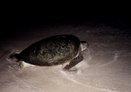 Pulau Bilang-bilangan dan Mataha, Habitat Penting Penyu Hijau di Kalimantan Timur | PROFAUNA