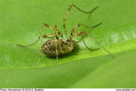 Harvestmen - Opiliones - UK Safari