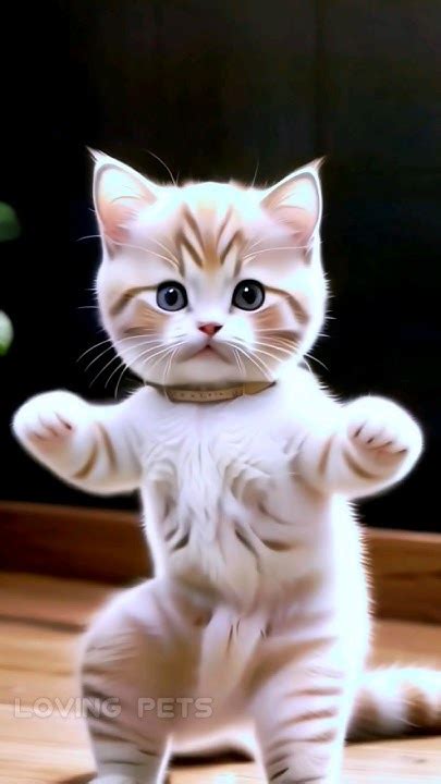 Dancing Cat Funny Dance🪩🩰 Shorts Youtube