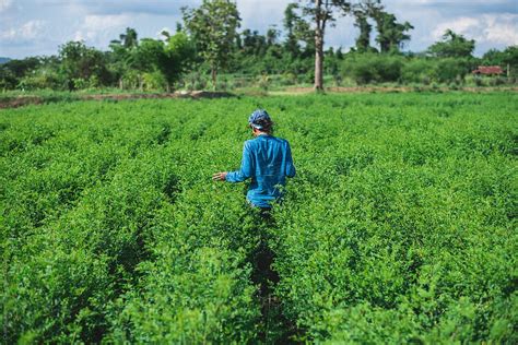 "Blue Woman In The Indigo Plantation" by Stocksy Contributor "Chalit ...