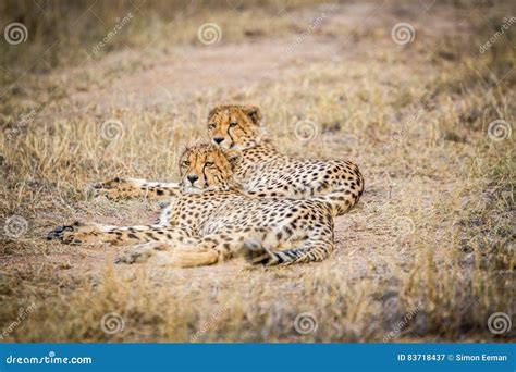 Two Cheetahs Laying In The Grass Stock Image Image Of Safari Mammal