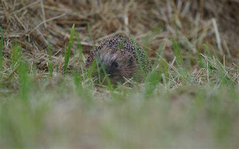 Deutsche Wildtier Stiftung Deutschland Sucht Igel Und Maulwurf