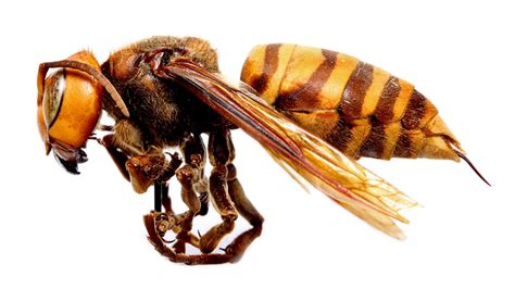 A Visual Guide To Northern Giant Hornets And Similar Insects Nc State Extension