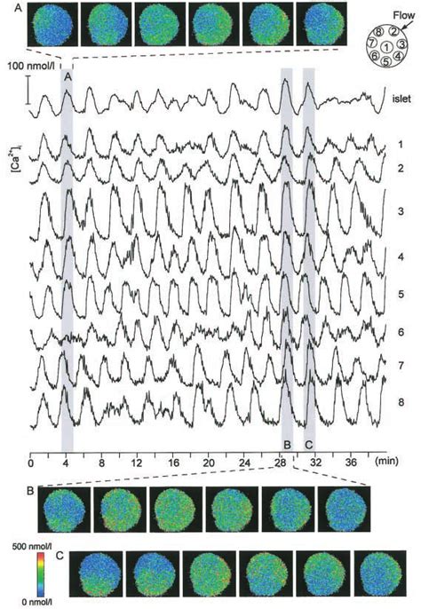 AC Asynchronous Ca 2 I Oscillations And Ca 2 I Waves In An