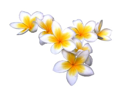 plumeria  transparent hq png  freepngimg