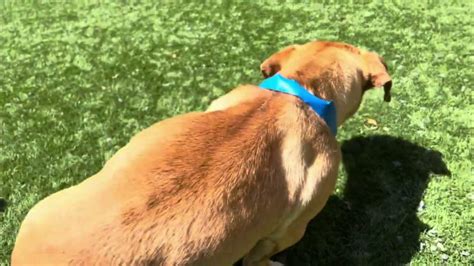 💙rescued💙 🆘past Deadline🆘 Walter A533557 Chiweenie Youtube